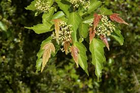 Attēlu rezultāti vaicājumam “Acer tataricum subsp. ginnala flower”