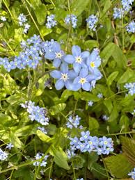 Attēlu rezultāti vaicājumam “Myosotis sylvatica flower”