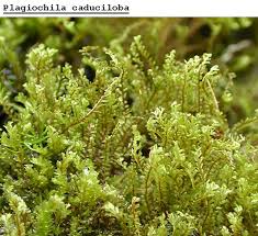 Attēlu rezultāti vaicājumam “Plagiochila porelloides sporophyte”