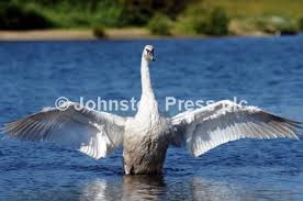Image result for South Yorkshire Swans