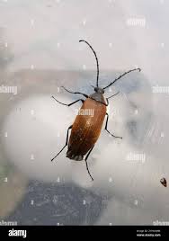 Attēlu rezultāti vaicājumam “Pseudocistela ceramboides”