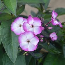 Image result for Phlox paniculata `Sweet Summer`