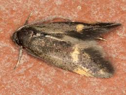 Attēlu rezultāti vaicājumam “Borkhausenia minutella”