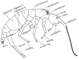 Attēlu rezultāti vaicājumam “Collembola”