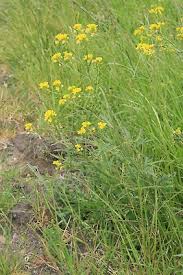 Attēlu rezultāti vaicājumam “Rorippa sylvestris flower”