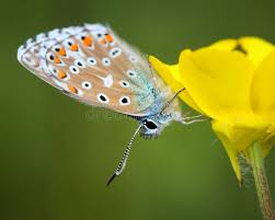 Attēlu rezultāti vaicājumam “Polyommatus icarus female”