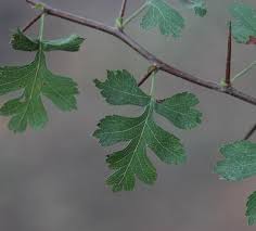 Attēlu rezultāti vaicājumam “Crataegus x macrocarpa leaf”