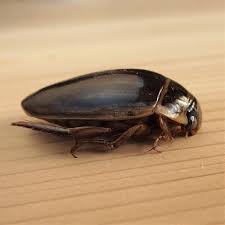 Attēlu rezultāti vaicājumam “Dytiscidae”