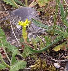 Attēlu rezultāti vaicājumam “Sedum sexangulare flower”