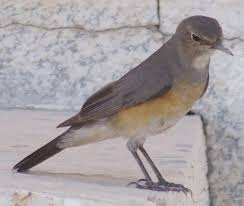 Image result for Irania gutturalis