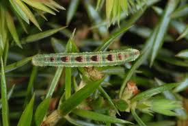 Attēlu rezultāti vaicājumam “Eupithecia pusillata”