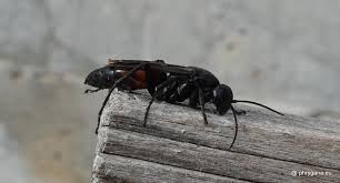 Attēlu rezultāti vaicājumam “Anoplius viaticus”