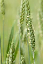 Attēlu rezultāti vaicājumam “Triticum aestivum”