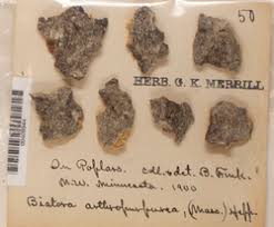 Attēlu rezultāti vaicājumam “Biatora sphaeroides”