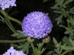 Attēlu rezultāti vaicājumam “Dipsacaceae”