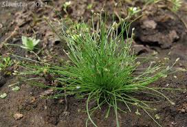 Attēlu rezultāti vaicājumam “Eleocharis acicularis”