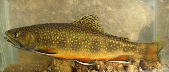 Image result for Salvelinus fontinalis