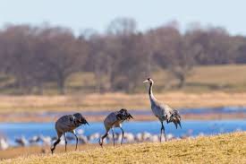 Attēlu rezultāti vaicājumam “Grus grus”
