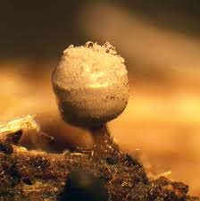 Attēlu rezultāti vaicājumam “Lycogala ustulatum macro”