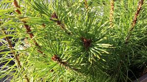 Attēlu rezultāti vaicājumam “Pinus sylvestris leaf”