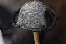 Attēlu rezultāti vaicājumam “Ophiotheca chrysosperma macro”