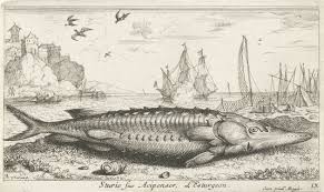 Image result for Acipenser