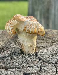 Attēlu rezultāti vaicājumam “Lentinus lepideus”