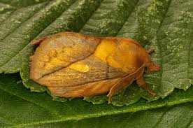 Attēlu rezultāti vaicājumam “Euthrix potatoria”