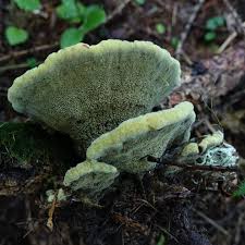 Attēlu rezultāti vaicājumam “Inonotus leporinus”