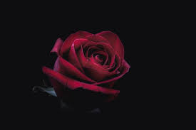 Image result for Red Rose Cc