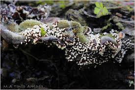 Attēlu rezultāti vaicājumam “Physarum pezizoideum macro”