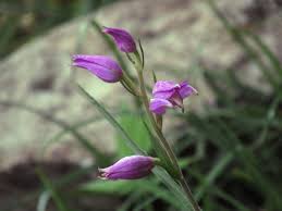 Attēlu rezultāti vaicājumam “Cephalanthera rubra flower”