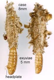 Attēlu rezultāti vaicājumam “Scardia boletella exuvia”