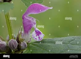Attēlu rezultāti vaicājumam “Lamium purpureum flower”