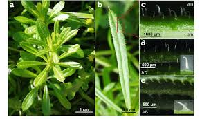 Attēlu rezultāti vaicājumam “Galium aparine leaf”