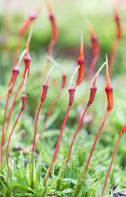 Attēlu rezultāti vaicājumam “Atrichum undulatum sporophyte”