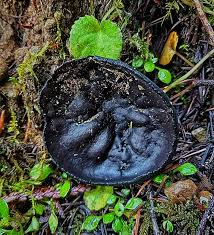 Attēlu rezultāti vaicājumam “Pseudoplectania nigrella”