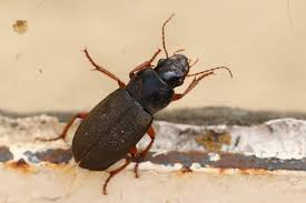 Attēlu rezultāti vaicājumam “Pseudoophonus rufipes”