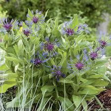 Image result for Flockenblume