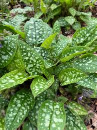 Attēlu rezultāti vaicājumam “Pulmonaria saccharata”