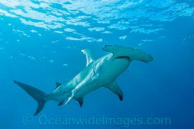 Image result for Sphyrna mokarran