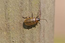 Attēlu rezultāti vaicājumam “Lochmaea caprea”