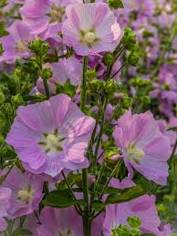 Image result for Lavatera thuringiaca