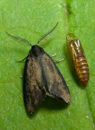 Attēlu rezultāti vaicājumam “Psyche casta”