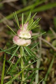 Attēlu rezultāti vaicājumam “Geocrypta galii”