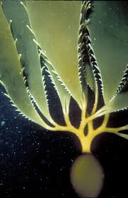 Attēlu rezultāti vaicājumam “Leskea polycarpa sporophyte”