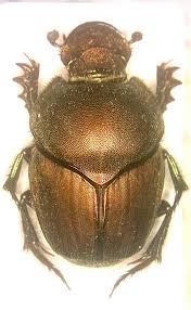 Attēlu rezultāti vaicājumam “Scarabaeidae”