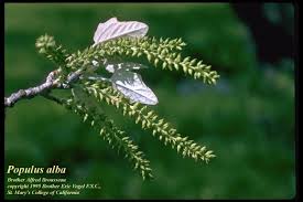 Attēlu rezultāti vaicājumam “Populus alba”