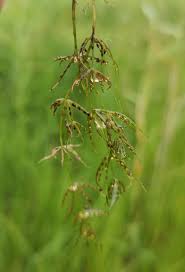 Attēlu rezultāti vaicājumam “Chara globularis”