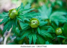 Attēlu rezultāti vaicājumam “Trollius europaeus bud”